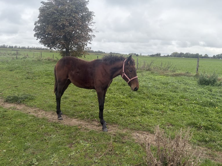 Trotteur allemand Jument Poulain (03/2026) 160 cm Bai brun in Tolkamer
