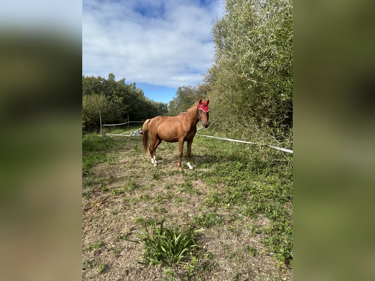 Trotteur français Croisé Étalon 4 Ans 150 cm Alezan in Saint-Jean-de-Monts