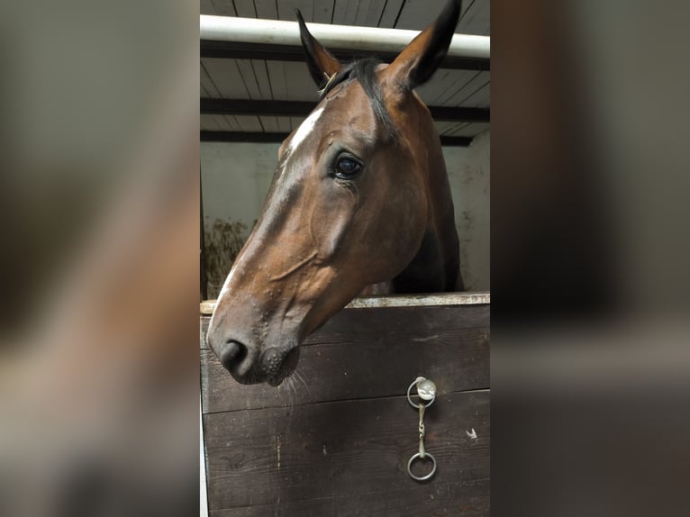 Trotteur français Étalon 6 Ans 172 cm Bai in Menden