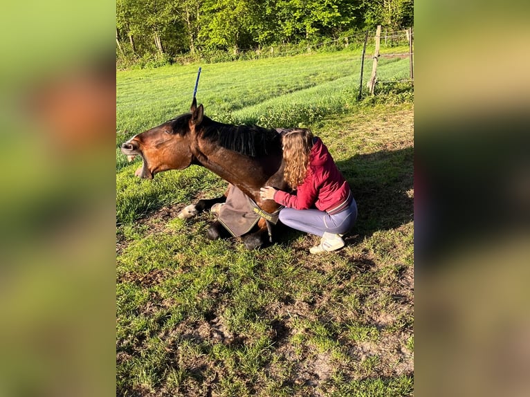 Trotteur français Étalon 9 Ans 173 cm Bai in Bad Bramstedt