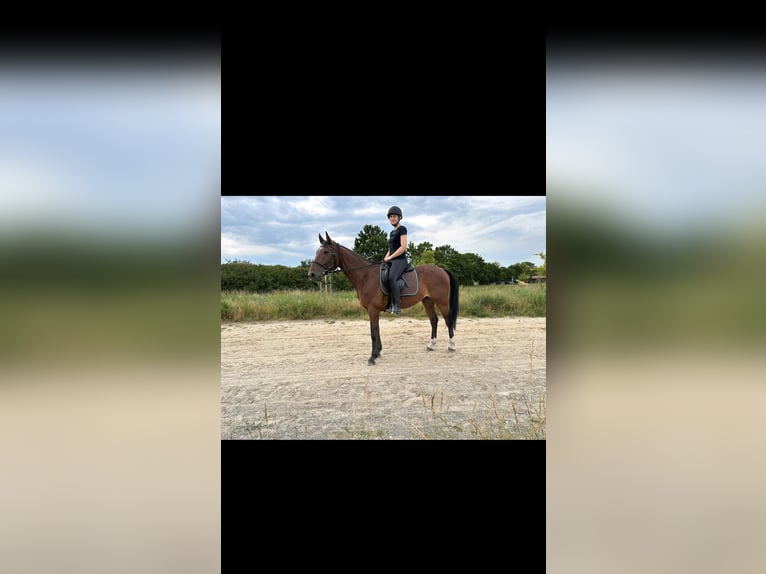 Trotteur français Hongre 10 Ans 158 cm Bai in SaalowZossen