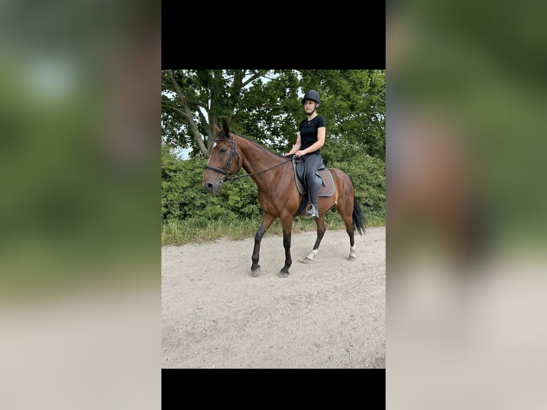 Trotteur français Hongre 10 Ans 158 cm Bai in SaalowZossen