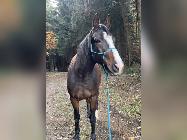 Trotteur français Hongre 10 Ans 162 cm Bai in Landsberg am Lech