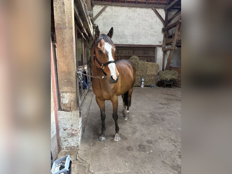Trotteur français Hongre 10 Ans 163 cm Bai in Detmold