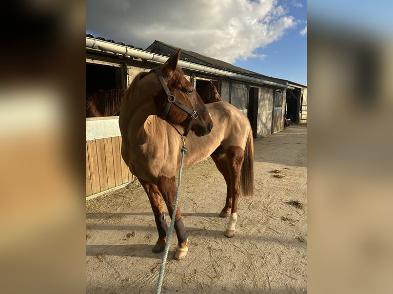 Trotteur français Hongre 10 Ans 165 cm Alezan in Saint sauveur village
