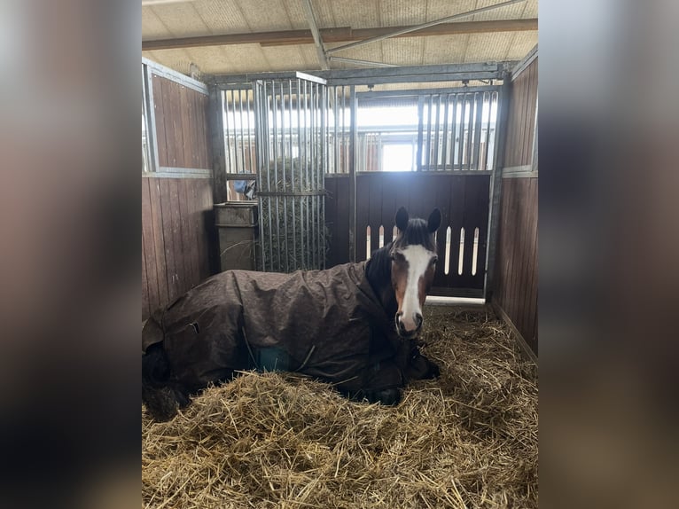 Trotteur français Hongre 10 Ans 170 cm Bai brun in Lütter am Barenberge