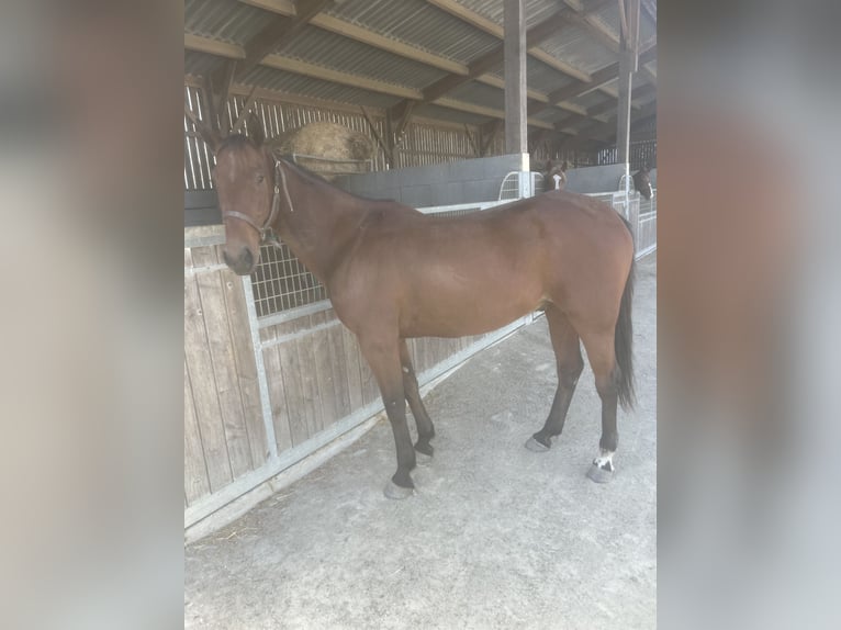 Trotteur français Hongre 10 Ans 172 cm Bai brun in Cossé-le-Vivien