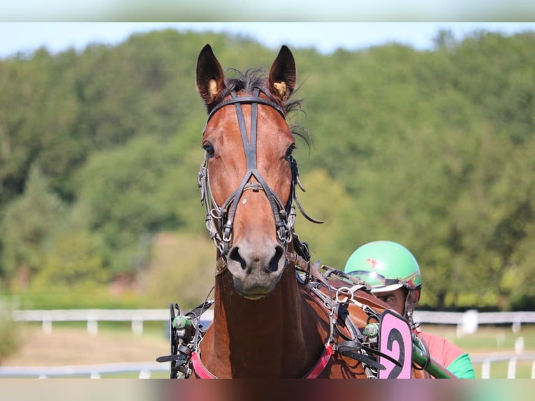 Trotteur français Hongre 10 Ans 172 cm Bai brun in Cossé-le-Vivien