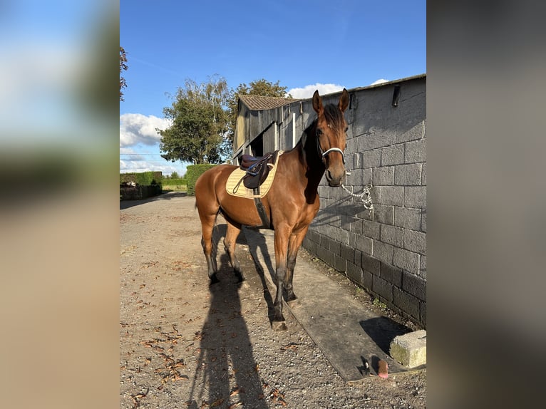 Trotteur français Hongre 10 Ans 175 cm Bai in Oostkamp