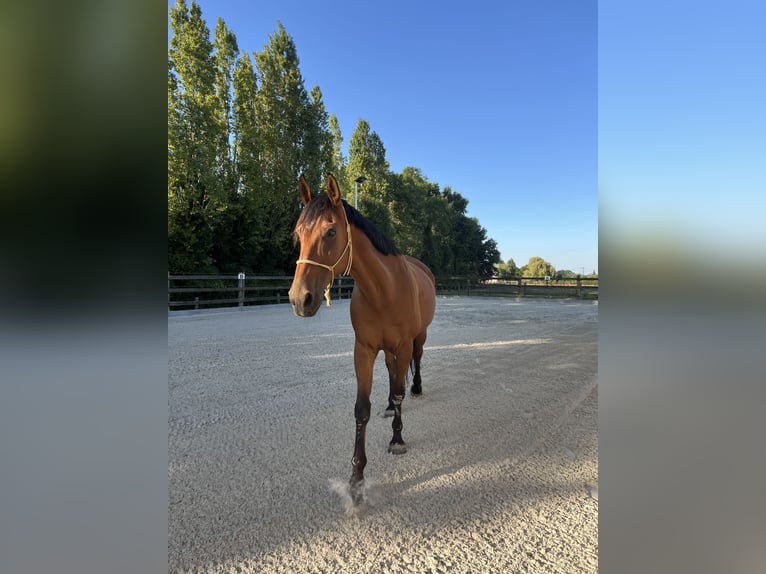 Trotteur français Hongre 10 Ans 175 cm Bai in Oostkamp