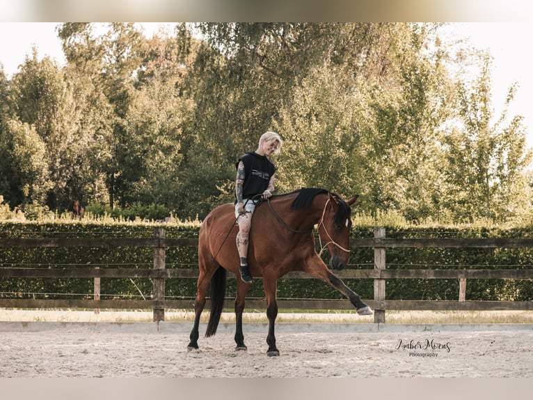 Trotteur français Hongre 10 Ans 175 cm Bai in Oostkamp