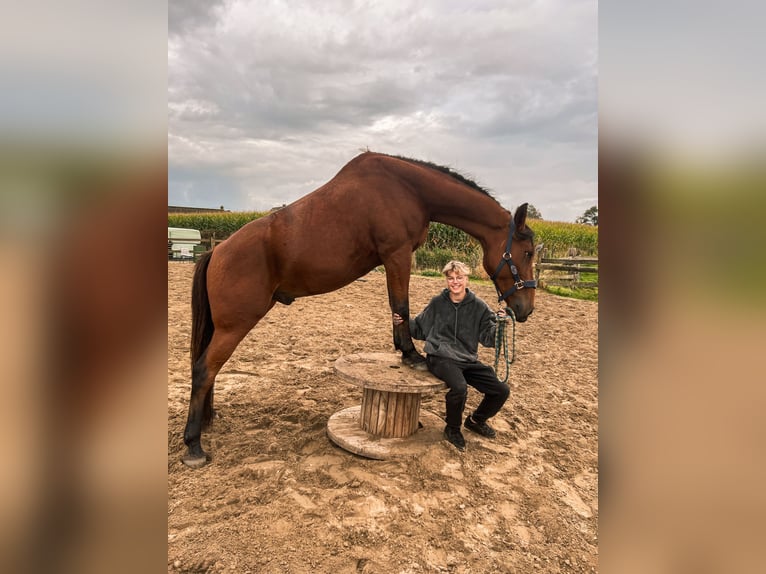 Trotteur français Hongre 10 Ans 175 cm Bai in Oostkamp