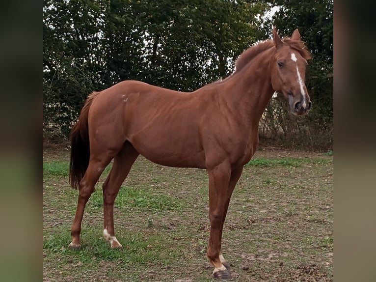 Trotteur français Hongre 11 Ans 162 cm Alezan brûlé in Mesnil-en-Ouche