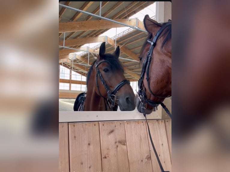 Trotteur français Hongre 11 Ans 170 cm Bai in Bockenem