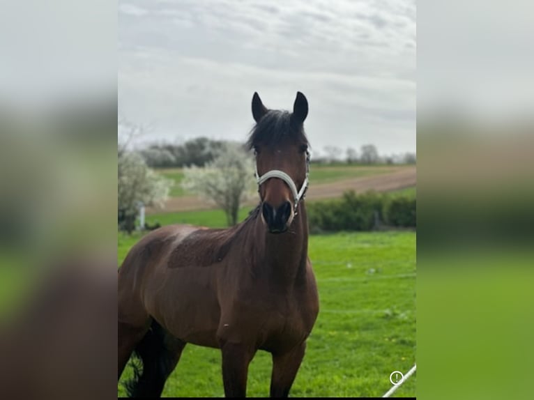 Trotteur français Hongre 11 Ans 170 cm Bai in Bockenem