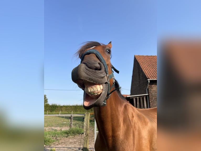 Trotteur français Hongre 11 Ans 175 cm Bai in Oostkamp
