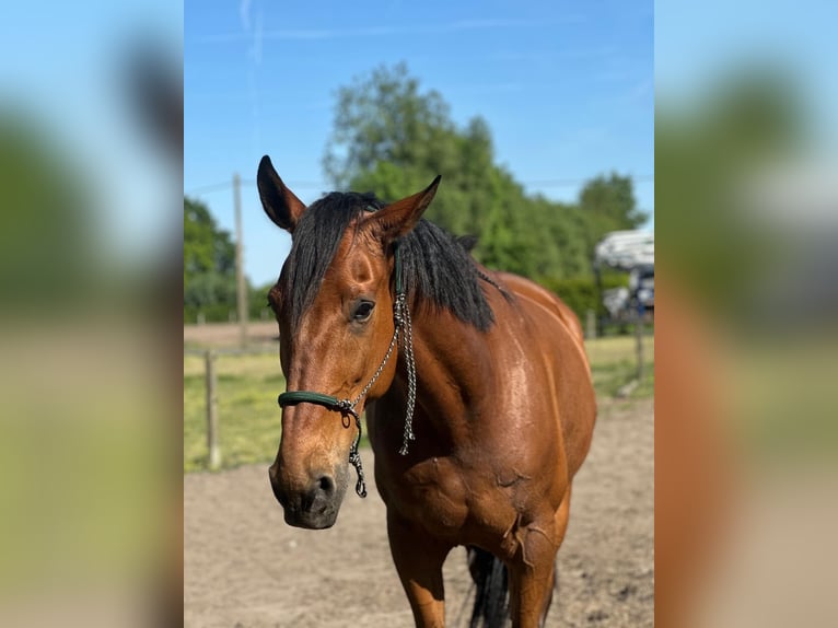 Trotteur français Hongre 11 Ans 175 cm Bai in Oostkamp