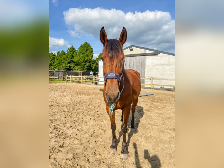 Trotteur français Hongre 11 Ans 175 cm Bai in Oostkamp