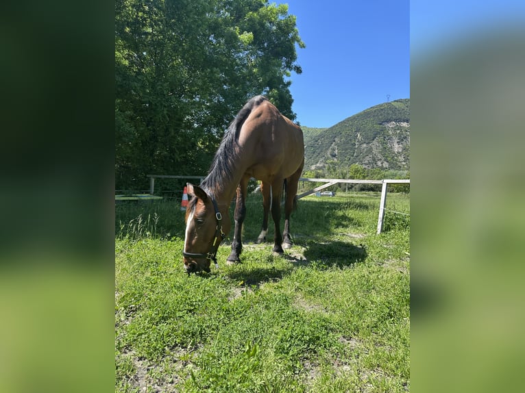 Trotteur français Hongre 11 Ans 177 cm Bai in Cruas