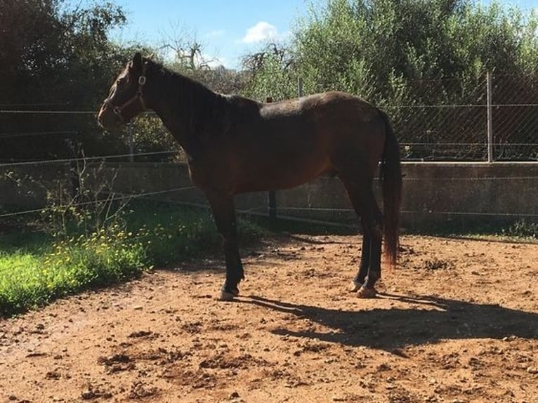 Trotteur français Hongre 12 Ans 160 cm in Chadeleuf
