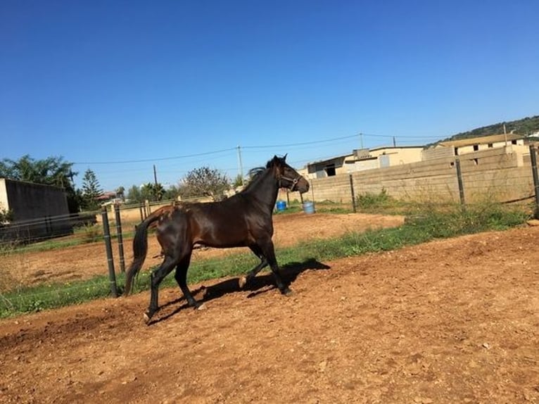 Trotteur français Hongre 12 Ans 160 cm in Chadeleuf