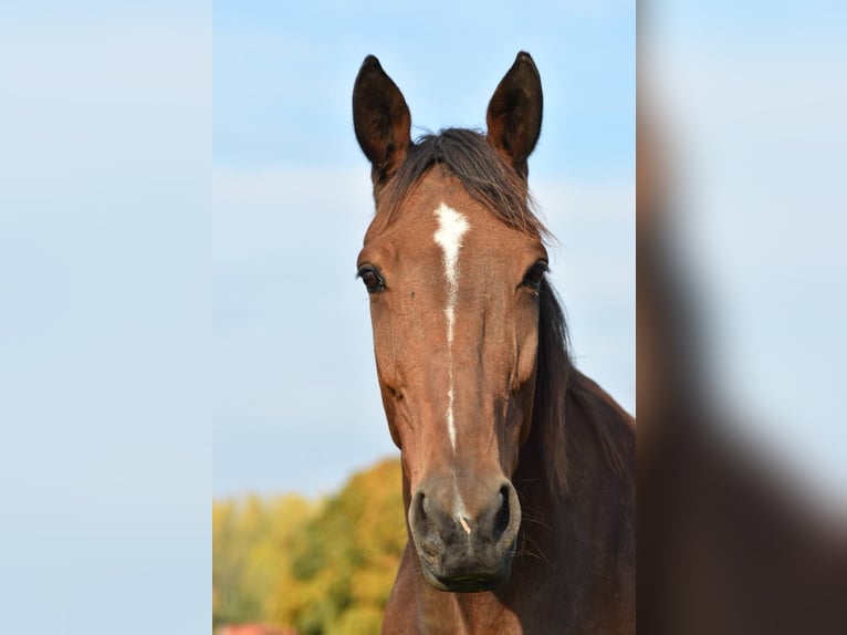 Trotteur français Hongre 12 Ans 170 cm Bai in Maarkedal