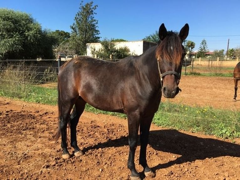 Trotteur français Hongre 13 Ans 160 cm in Chadeleuf