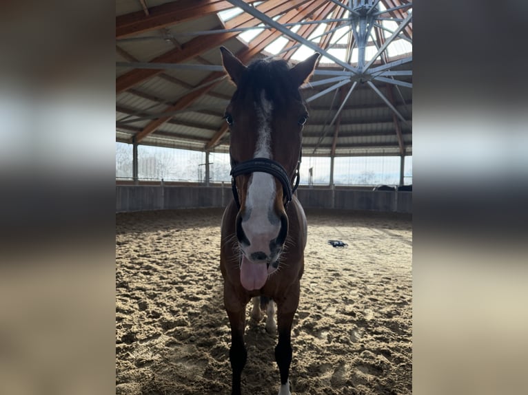 Trotteur français Hongre 13 Ans 167 cm Bai in Gladbeck