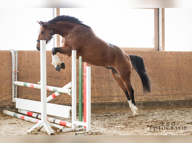 Trotteur français Hongre 13 Ans 167 cm Bai in Gladbeck