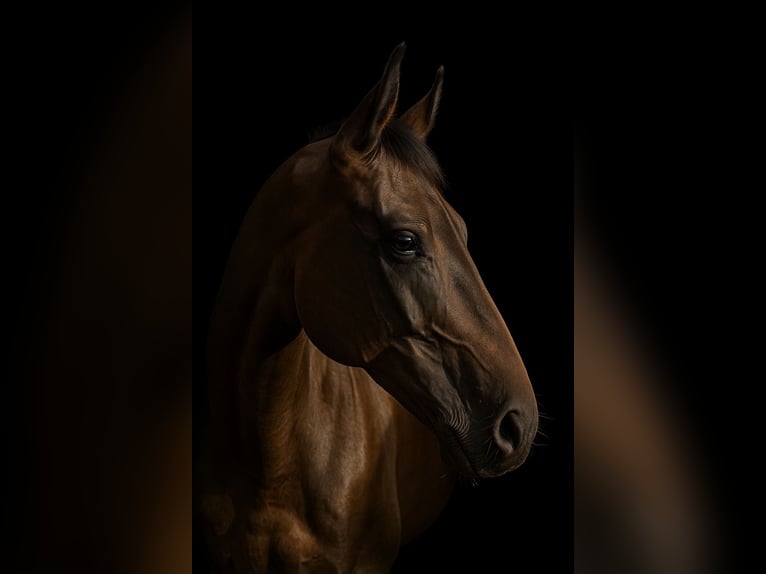 Trotteur français Hongre 13 Ans 168 cm Bai in Gr&#xFC;nwald