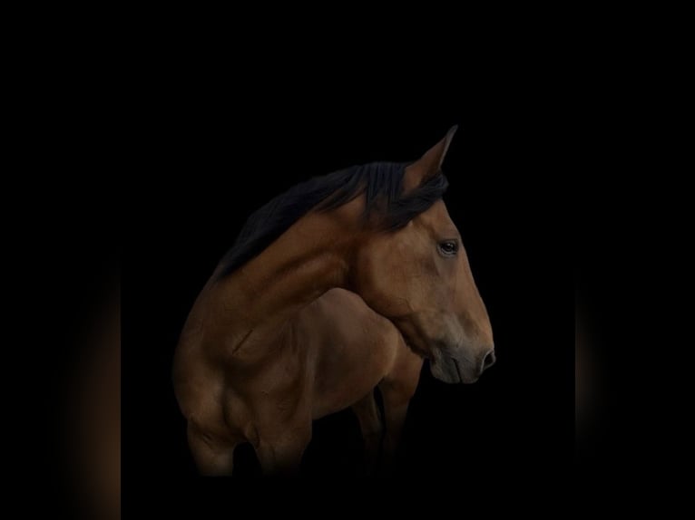 Trotteur français Hongre 13 Ans 169 cm Bai in Geilenkirchen