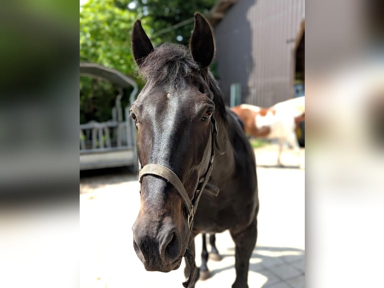 Trotteur français Hongre 15 Ans 155 cm Bai brun in Uzwil