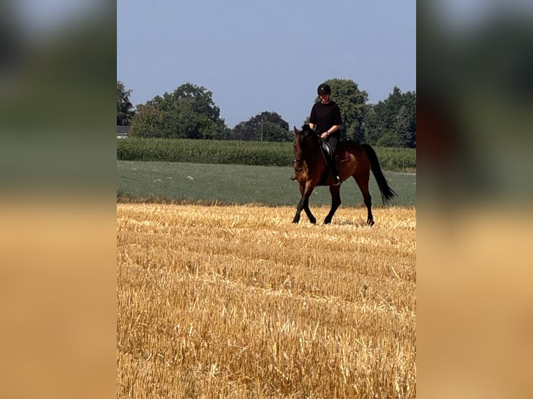 Trotteur français Hongre 16 Ans 158 cm Bai in Bottrop