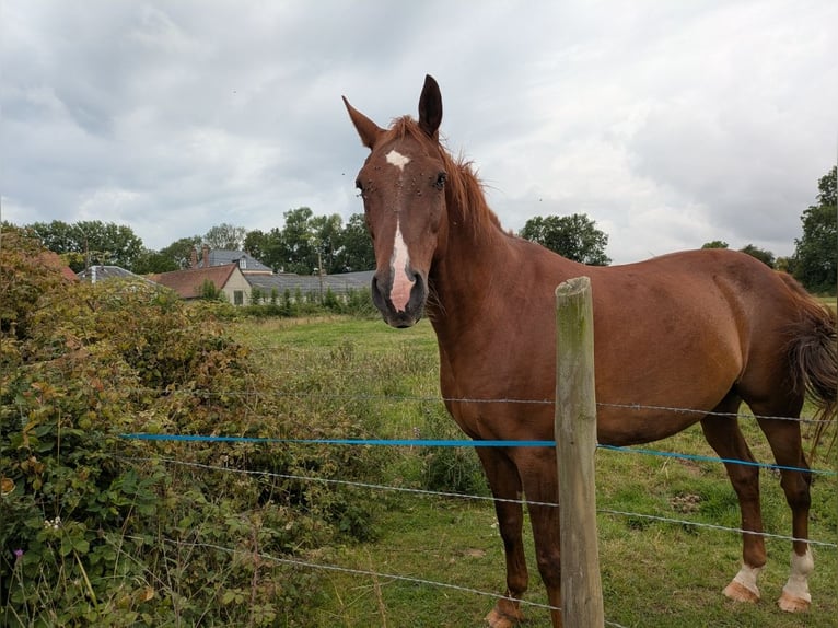 Trotteur français Hongre 17 Ans Alezan in Nibas