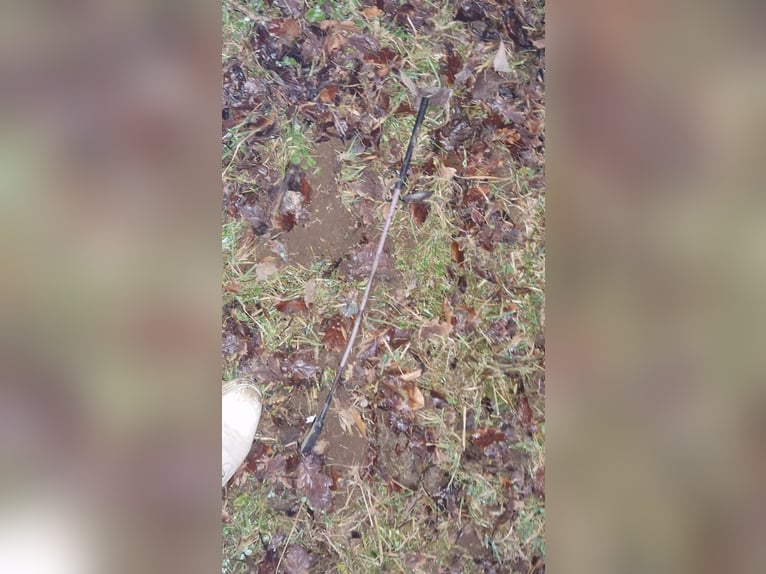 Trotteur français Hongre 19 Ans 162 cm Bai in Clermont-Ferrand