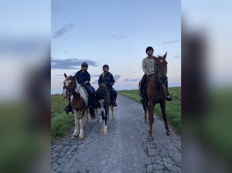 Trotteur français Hongre 22 Ans 166 cm Alezan in Werl