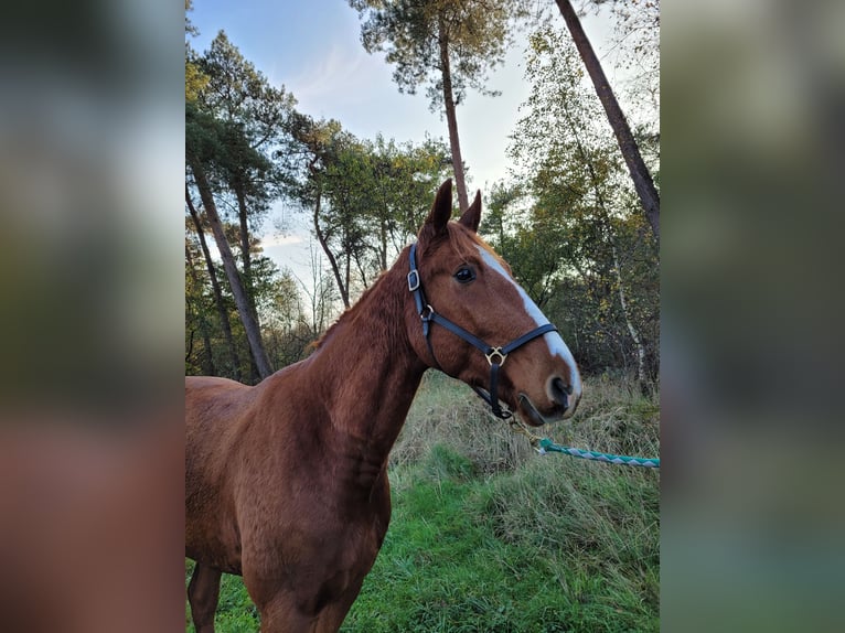 Trotteur français Hongre 3 Ans 160 cm Alezan in Weeze