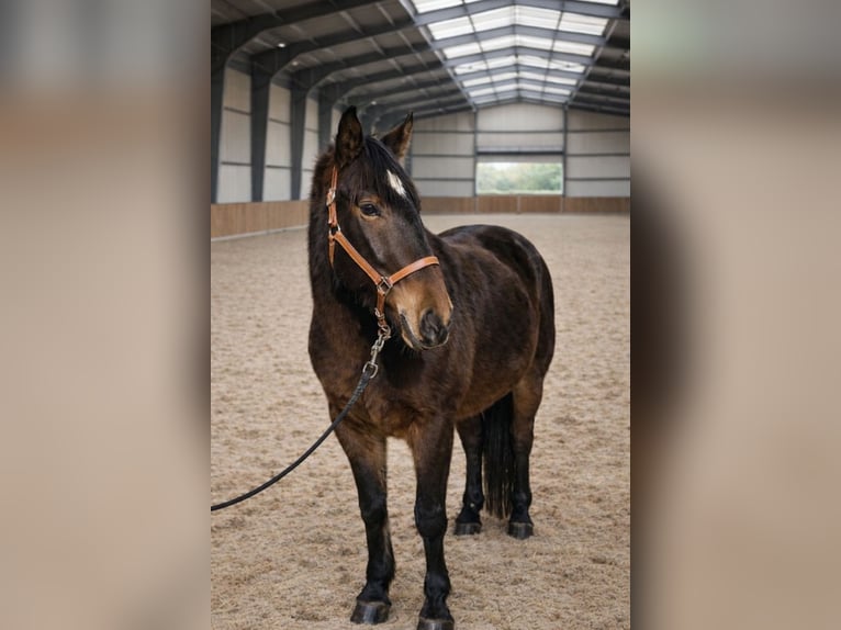Trotteur français Hongre 3 Ans 160 cm Bai in Mezőtur