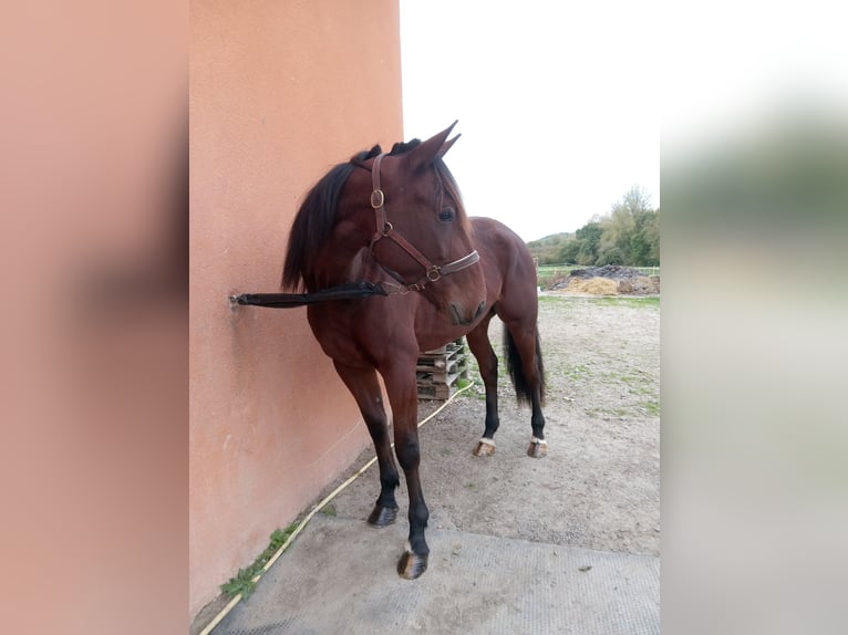 Trotteur français Hongre 3 Ans 175 cm Bai in Gensac