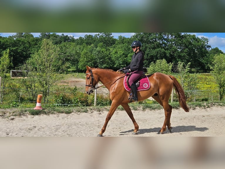 Trotteur français Hongre 4 Ans 165 cm Alezan in Saint-Ciers-d'Abzac