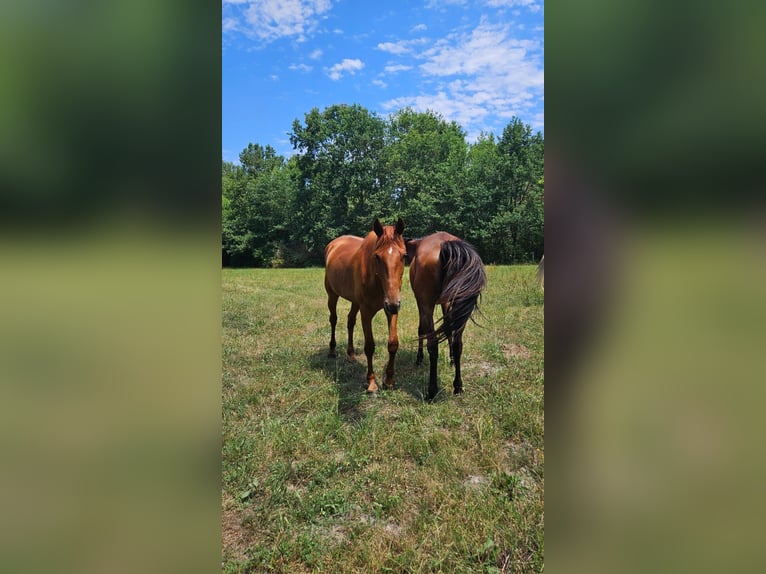 Trotteur français Hongre 4 Ans 165 cm Alezan in Saint-Ciers-d'Abzac