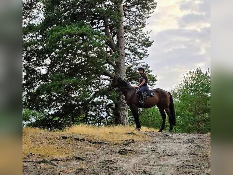 Trotteur français Hongre 4 Ans 170 cm Bai brun in Neuch&#xE2;tel