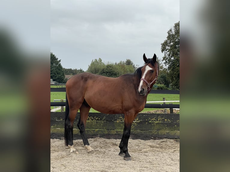 Trotteur français Hongre 4 Ans 170 cm Bai in Nieuwerbrug aan den Rijn