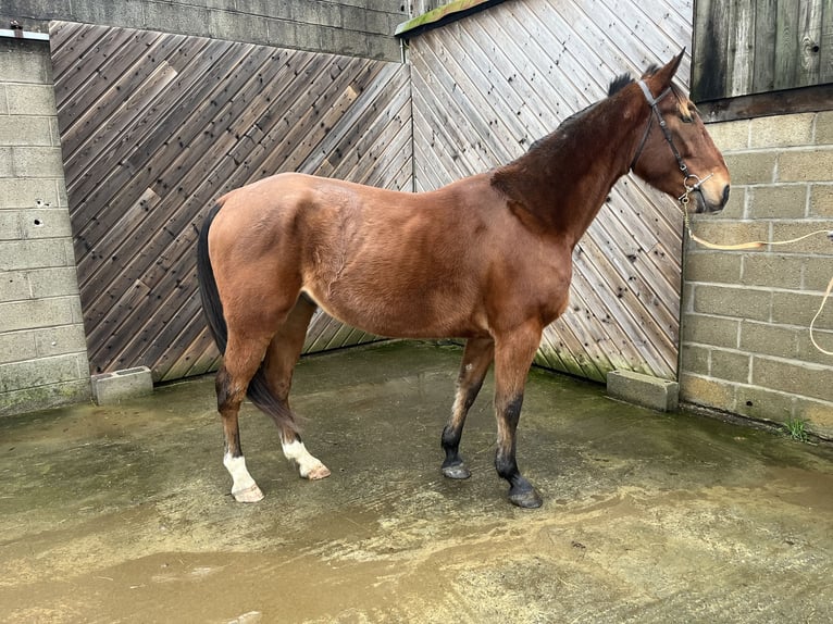 Trotteur français Hongre 5 Ans 158 cm Bai in Bourgon