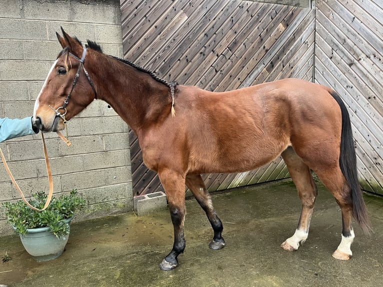 Trotteur français Hongre 5 Ans 158 cm Bai in Bourgon