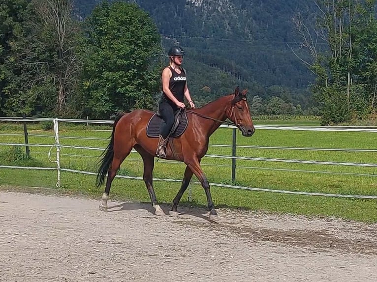Trotteur français Hongre 5 Ans 158 cm Bai in Kirchbichl