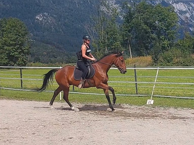 Trotteur français Hongre 5 Ans 158 cm Bai in Kirchbichl