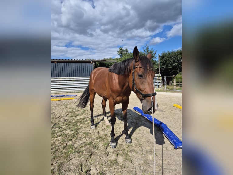 Trotteur français Hongre 5 Ans 160 cm Bai in Rotenburg an der Fulda