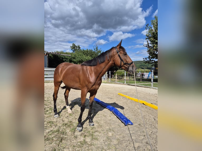 Trotteur français Hongre 5 Ans 160 cm Bai in Rotenburg an der Fulda