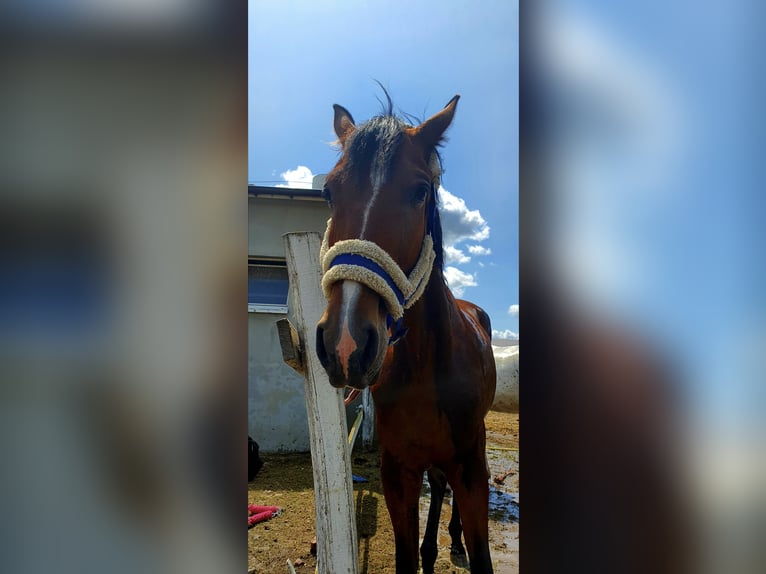 Trotteur français Hongre 5 Ans 165 cm Bai in Pi&#x142;a